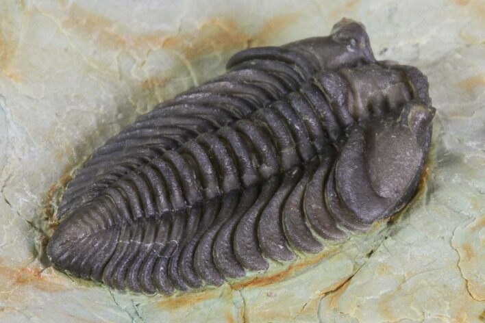 Lemureops Kilbeyi Trilobite - Fillmore Formation, Utah #85408